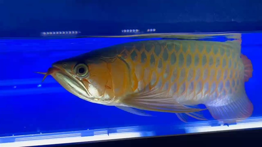 欣賞欣賞 欣賞欣賞 龍魚論壇