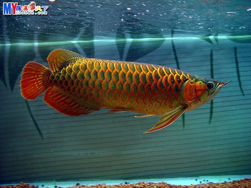 龍魚搭配什么魚最美觀好看又好養