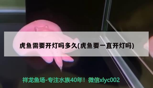 虎魚需要開燈嗎多久(虎魚要一直開燈嗎)
