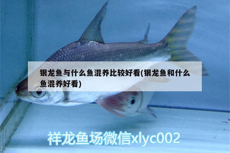 銀龍魚與什么魚混養比較好看(銀龍魚和什么魚混養好看)
