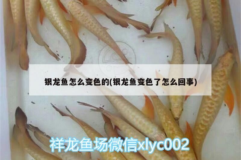 銀龍魚怎么變色的(銀龍魚變色了怎么回事)