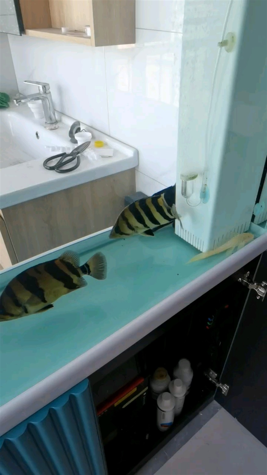 缸霸爭奪戰(zhàn) 缸霸爭奪戰(zhàn) 龍魚論壇