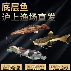 紅龍魚的眼睛有點發(fā)白正常嗎怎么治（紅龍魚的眼睛有點發(fā)白正常嗎怎么治療）