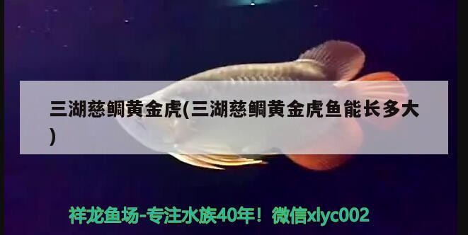 三湖慈鯛黃金虎(三湖慈鯛黃金虎魚能長多大)