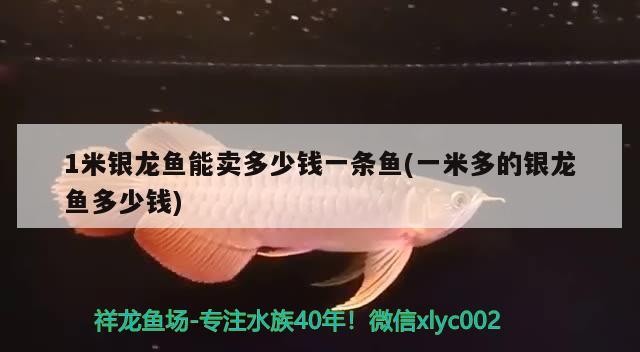 1米銀龍魚能賣多少錢一條魚(一米多的銀龍魚多少錢)