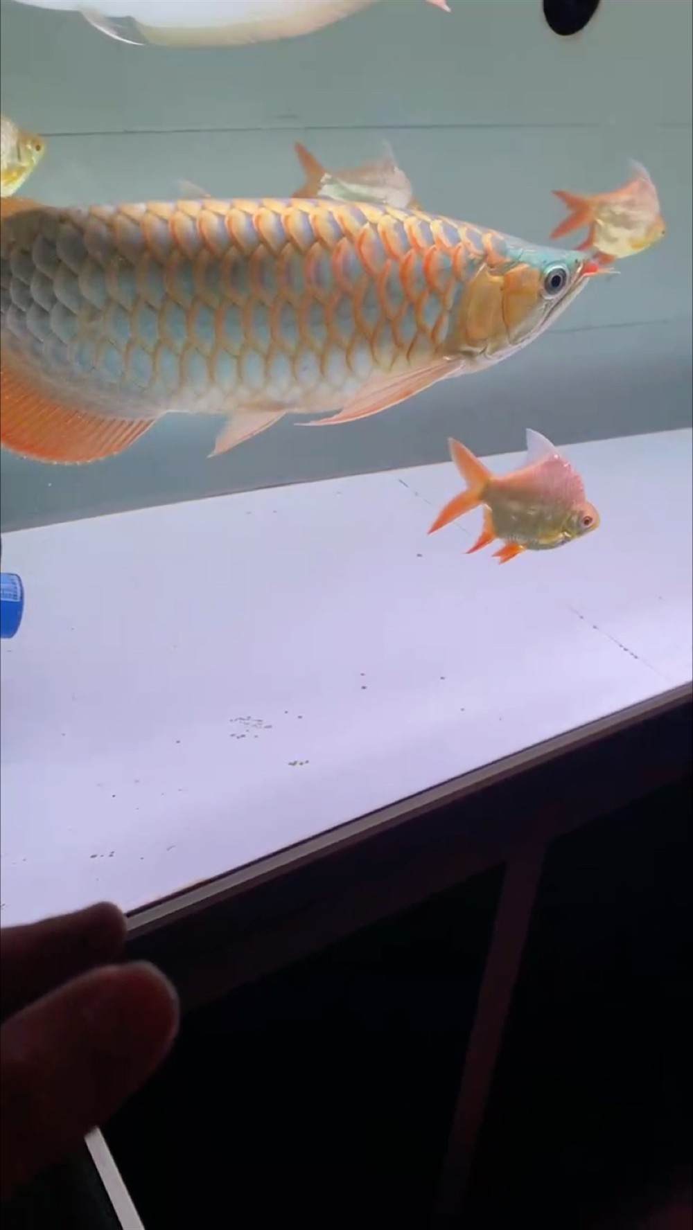 泥鰍龍