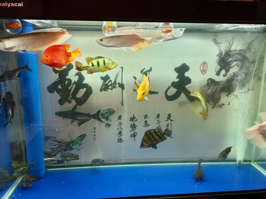 第一天到家,看著狀態(tài)還可以 龍魚論壇 第1張 第一天到家,看著狀態(tài)還可以 第一天到家,看著狀態(tài)還可以 龍魚論壇 第1張