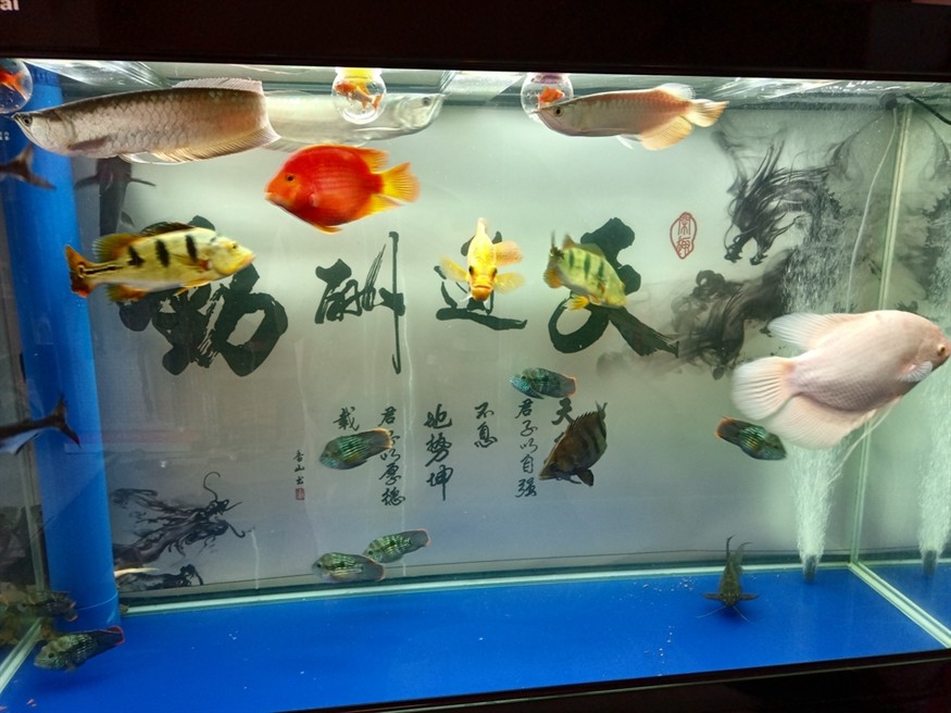 第一天到家,看著狀態(tài)還可以 龍魚論壇 第2張 第一天到家,看著狀態(tài)還可以 第一天到家,看著狀態(tài)還可以 龍魚論壇 第2張