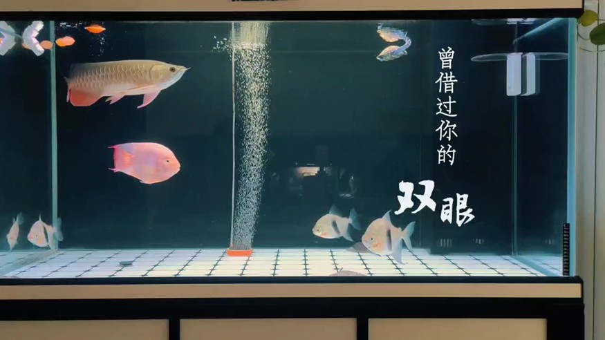 小金龍成長(zhǎng)記第 195