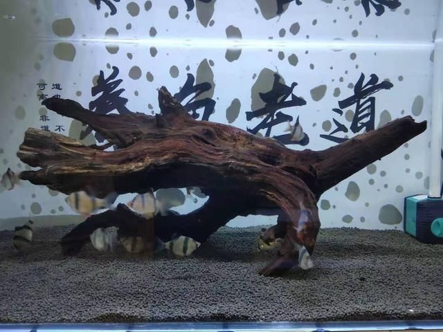 沉木魚缸養(yǎng)什么魚好看視頻：沉木在魚缸中的作用是什么？