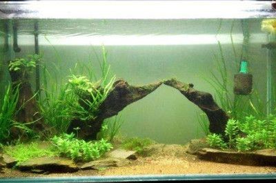 沉木魚缸養(yǎng)什么魚好看視頻：沉木在魚缸中的作用是什么？