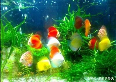 冬天魚缸里的水渾濁怎么辦呢：冬天魚缸水渾濁的處理方法是根據(jù)搜索結(jié)果整理的方法