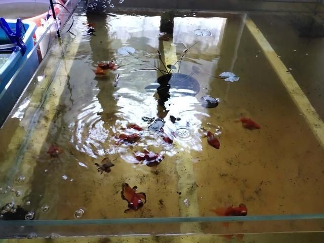冬天魚缸里的水渾濁怎么辦呢：冬天魚缸水渾濁的處理方法是根據(jù)搜索結(jié)果整理的方法