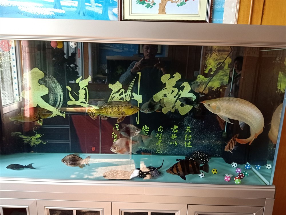 #非陶瓷濾材·漁夫之寶橫空初試#我在 #非陶瓷濾材·漁夫之寶橫空初試#我在 虎魚百科 第4張