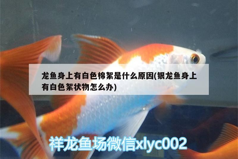 龍魚(yú)身上有白色棉絮是什么原因(銀龍魚(yú)身上有白色絮狀物怎么辦)