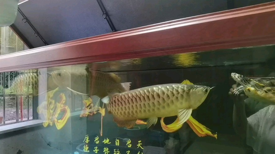 吃食