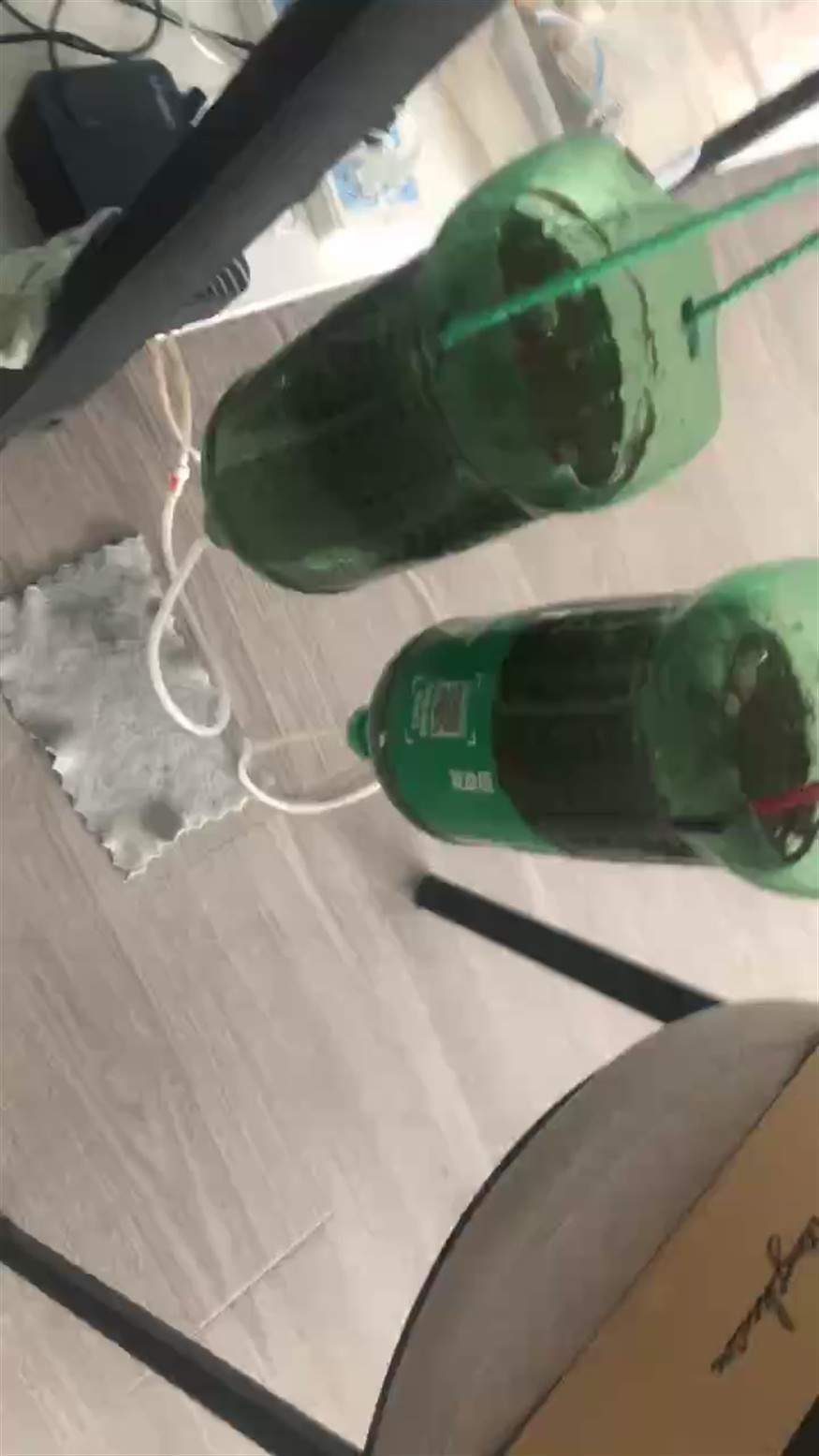 豐年蝦