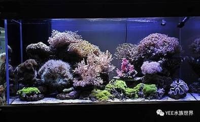 淡水哪里有賣魚缸的：如何選擇一個合適的水族館