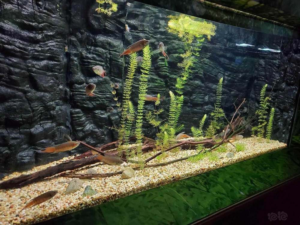 淡水哪里有賣魚缸的：如何選擇一個合適的水族館