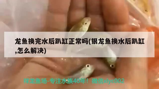 龍魚換完水后趴缸正常嗎(銀龍魚換水后趴缸,怎么解決)
