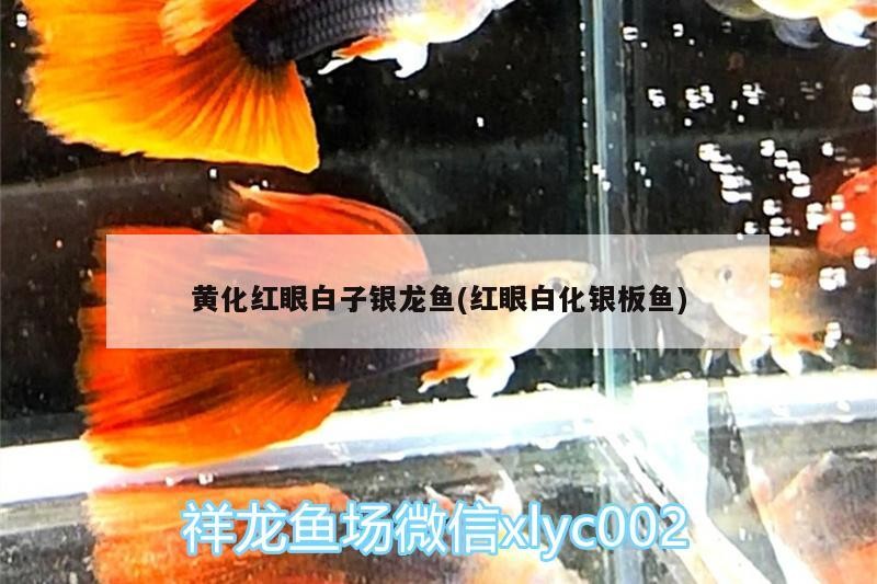 黃化紅眼白子銀龍魚(紅眼白化銀板魚)