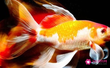 龍魚的風水作用與功效