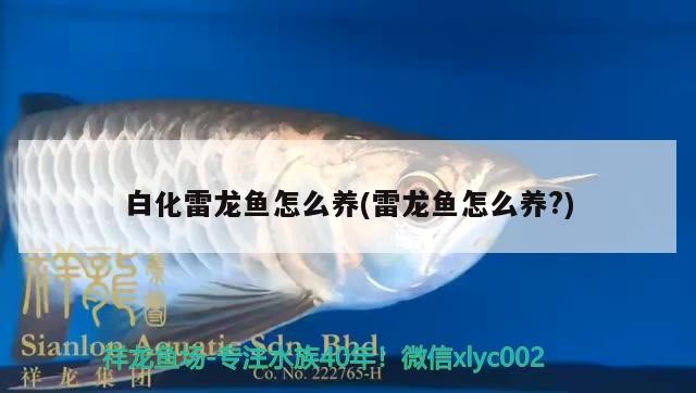 紅龍魚和虎魚混養好嗎圖片對比(紅龍魚和虎魚混養好嗎圖片對比大全)