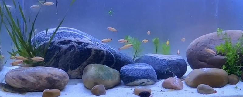 大連市甘井子區金三角市場瑤瑤水族店