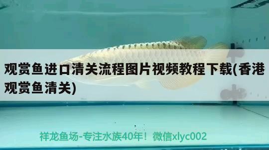 紅龍魚和虎魚混養會打架嗎：紅龍和虎魚混養視頻