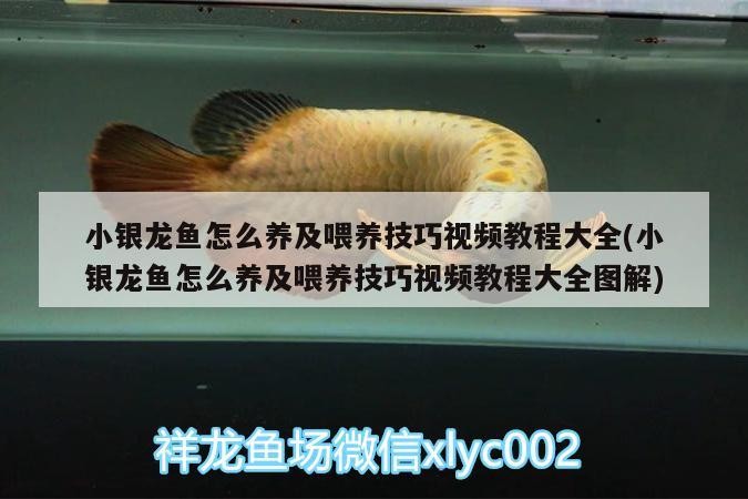 小銀龍魚怎么養及喂養技巧視頻教程大全(小銀龍魚怎么養及喂養技巧視頻教程大全圖解)