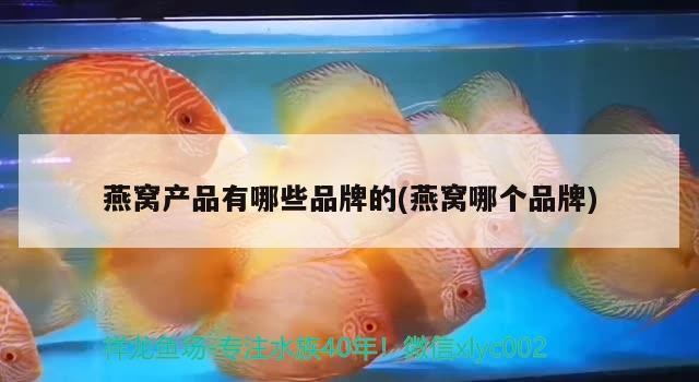銀龍魚(yú)市場(chǎng)價(jià)格查詢(銀龍魚(yú)市場(chǎng)價(jià)格查詢網(wǎng)站)