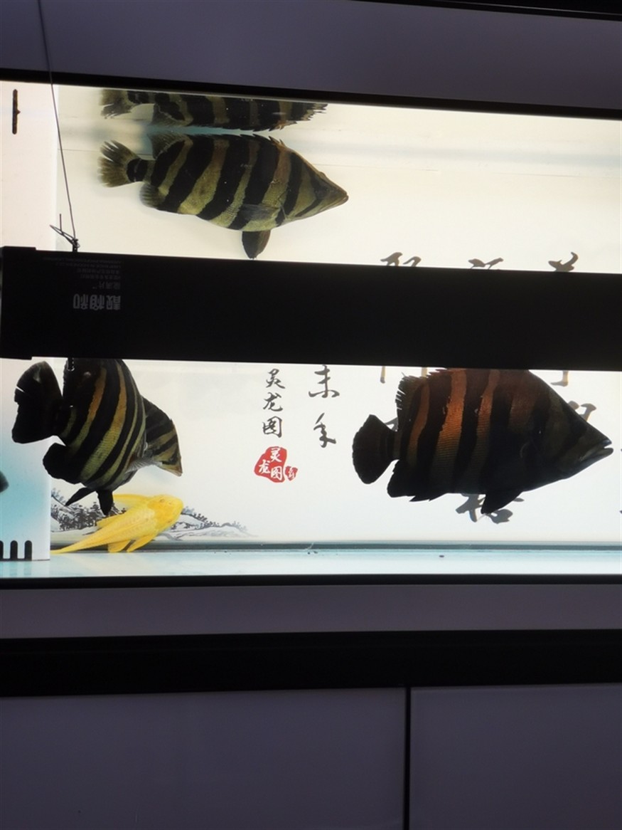 什么叫球虎！