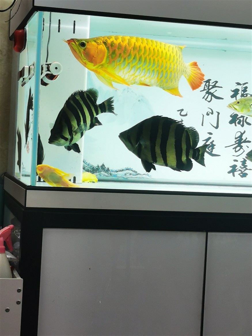 什么叫球虎！