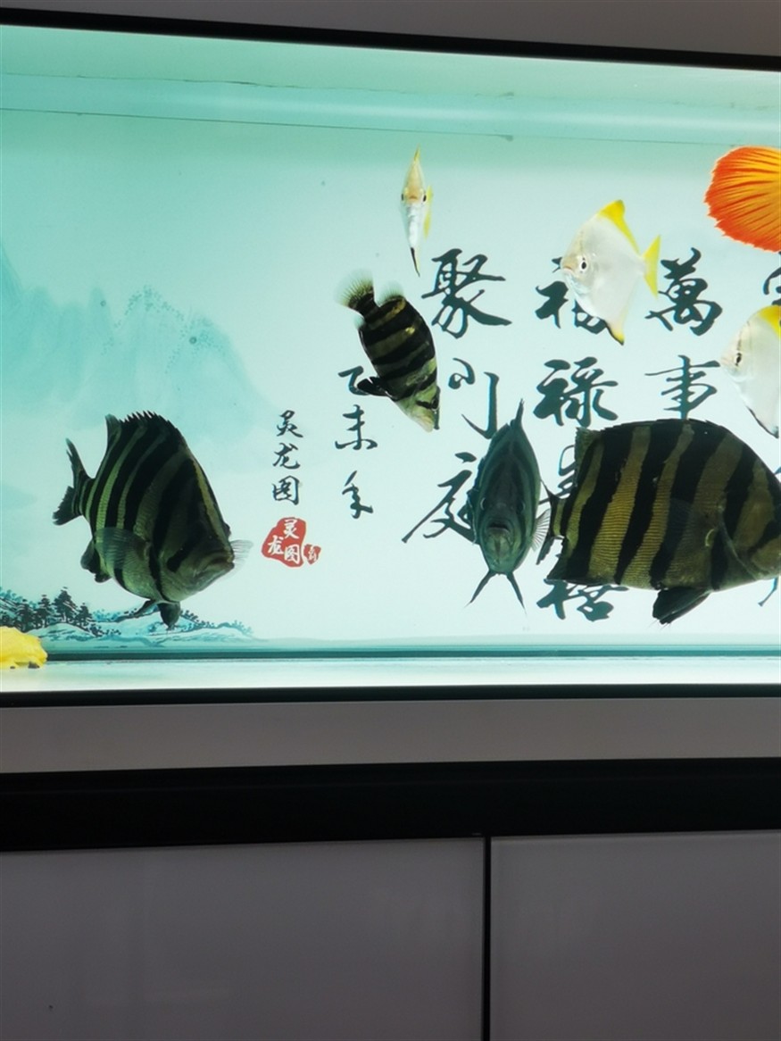 什么叫球虎！