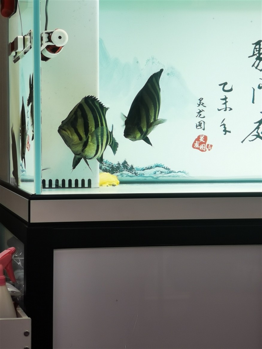 什么叫球虎！