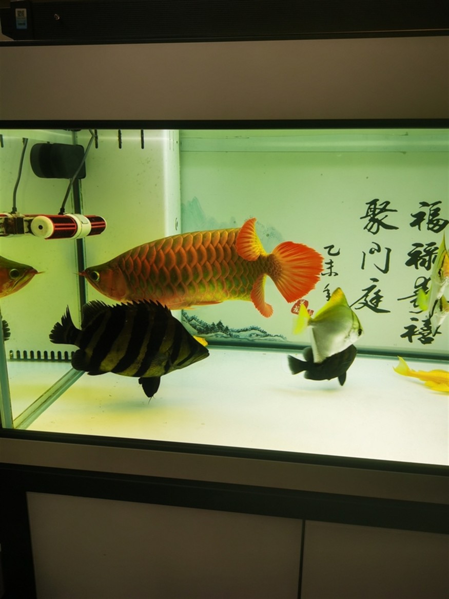 什么叫球虎！