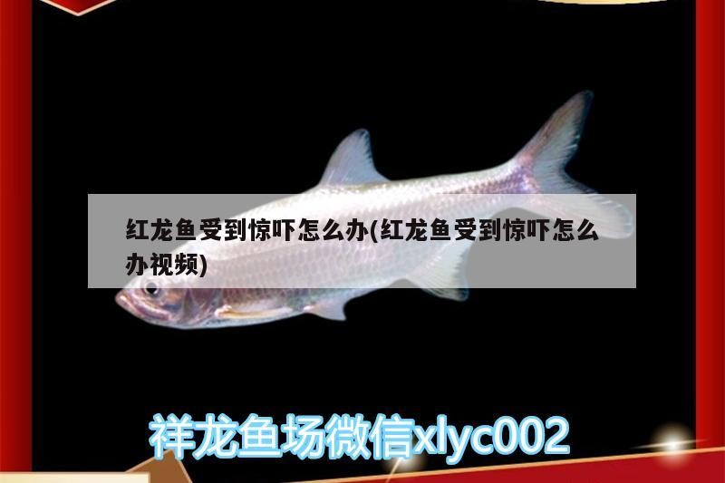 紅龍魚受到驚嚇怎么辦(紅龍魚受到驚嚇怎么辦視頻)