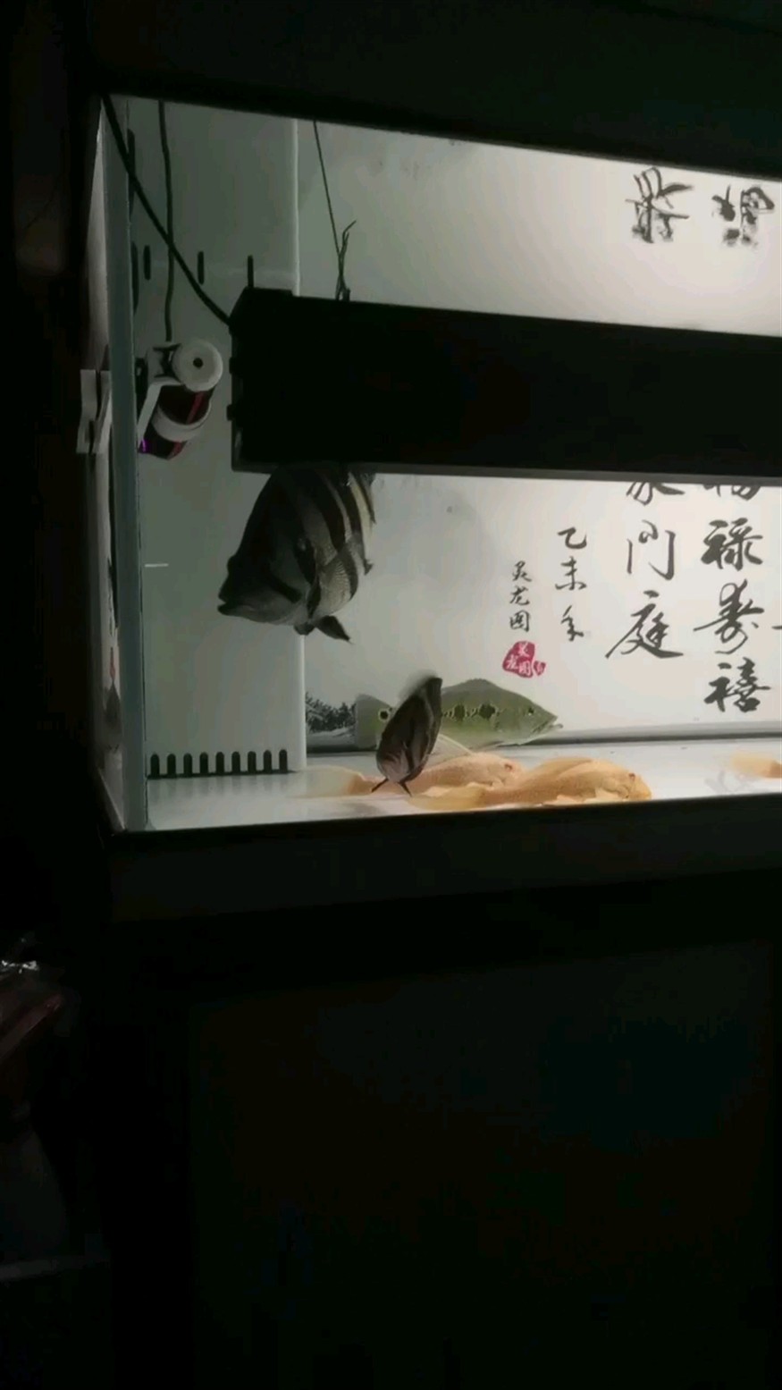 什么叫球虎？