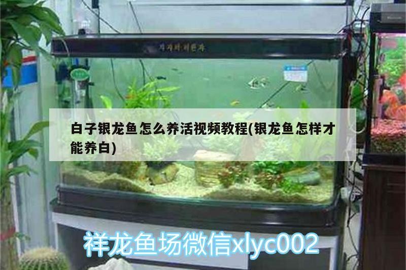 白子銀龍魚怎么養活視頻教程(銀龍魚怎樣才能養白)