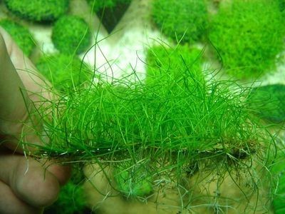 成品魚缸爆缸視頻：熱彎玻璃魚缸爆缸原因及防范魚缸爆缸原因及防范措施