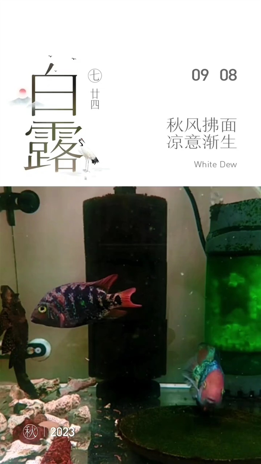 孤品小魚