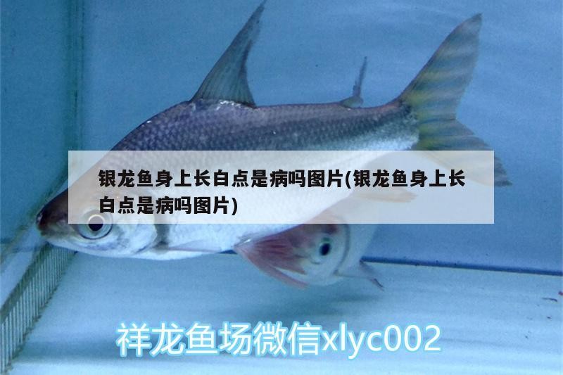 銀龍魚身上長白點是病嗎圖片(銀龍魚身上長白點是病嗎圖片)