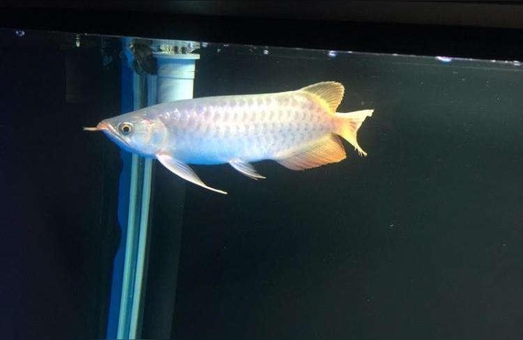 紅龍魚機:紅龍魚能養多大