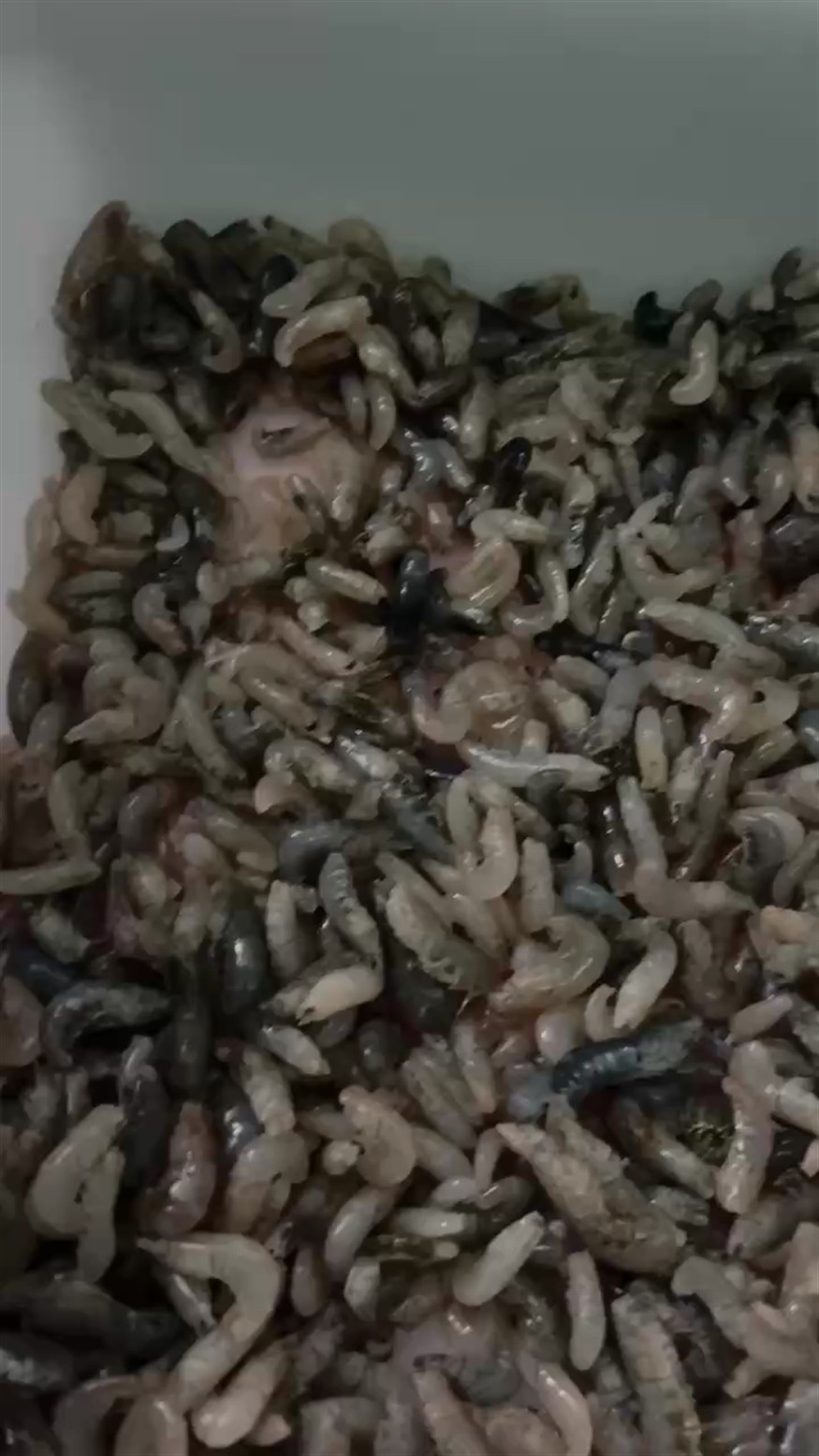 飯點 飯點 龍魚論壇