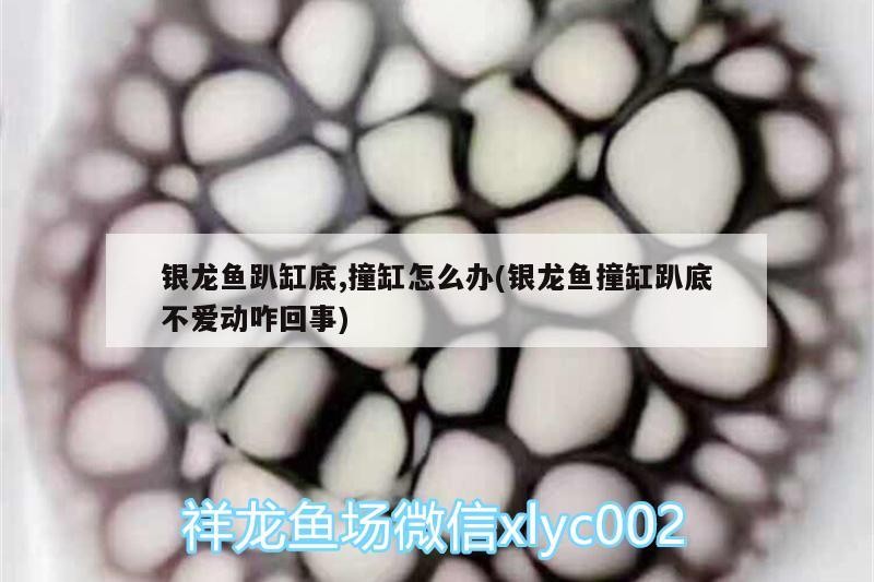 銀龍魚趴缸底,撞缸怎么辦(銀龍魚撞缸趴底不愛動(dòng)咋回事)