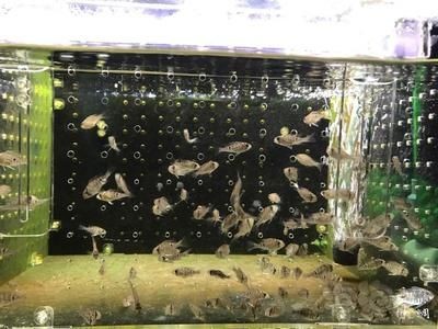 慈鯛魚用什么魚缸：三湖慈鯛的魚缸選擇