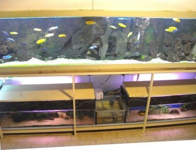 慈鯛魚用什么魚缸：三湖慈鯛的魚缸選擇