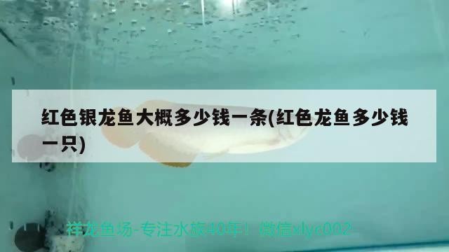 紅色銀龍魚大概多少錢一條(紅色龍魚多少錢一只)