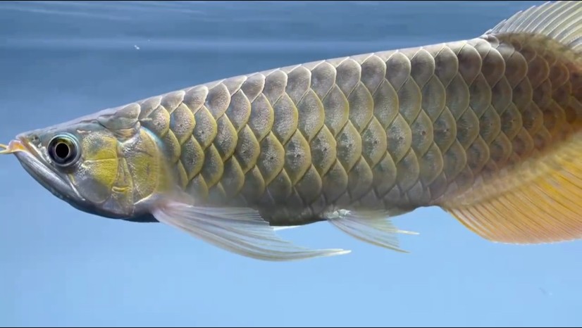 打卡第一天，36cm。。。鱗底還可以吧？