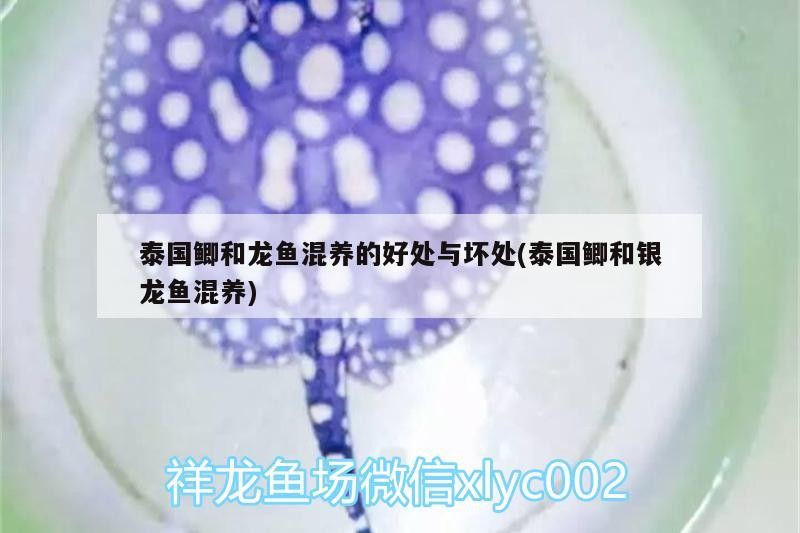 泰國鯽和龍魚混養的好處與壞處(泰國鯽和銀龍魚混養)